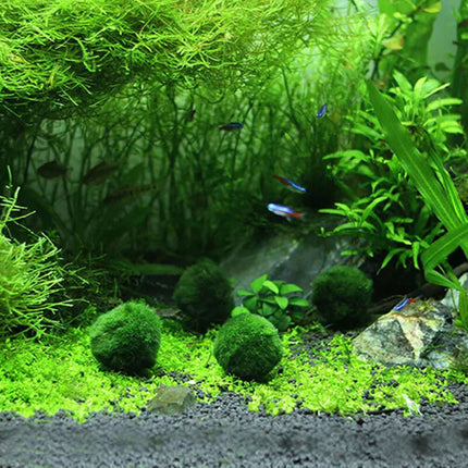 6Pcs 3-4cm Moss Balls Live Aquarium Algae Fish Shrimp Tank Green Seaweed
