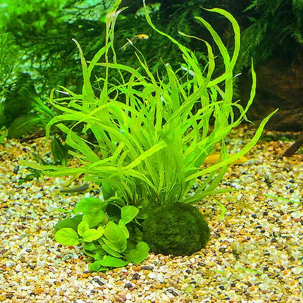 6Pcs 3-4cm Moss Balls Live Aquarium Algae Fish Shrimp Tank Green Seaweed