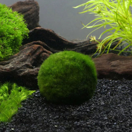 6Pcs 3-4cm Moss Balls Live Aquarium Algae Fish Shrimp Tank Green Seaweed
