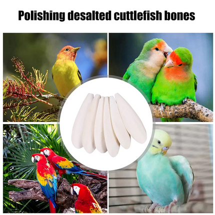 30 Cuttlebone Cuttlefish Sepia Bone Cuttle Fish Bird Food Calcium Pickstone
