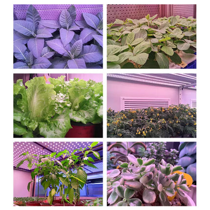 4 Head LED Grow Light with Stand for Indoor Plants Full Spectrum Plant Grow Lamp