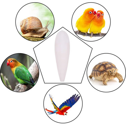 30 Cuttlebone Cuttlefish Sepia Bone Cuttle Fish Bird Food Calcium Pickstone