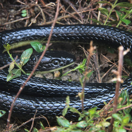 Garden Rubber Snakes Realistic Trick Toy Simulation Snake Whimsy Joke Scary Gift