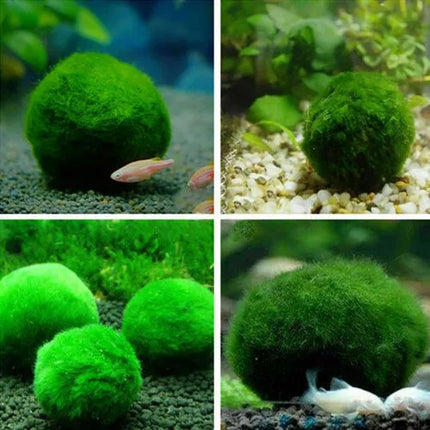 6Pcs 3-4cm Moss Balls Live Aquarium Algae Fish Shrimp Tank Green Seaweed