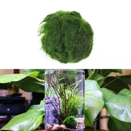 6Pcs 3-4cm Moss Balls Live Aquarium Algae Fish Shrimp Tank Green Seaweed