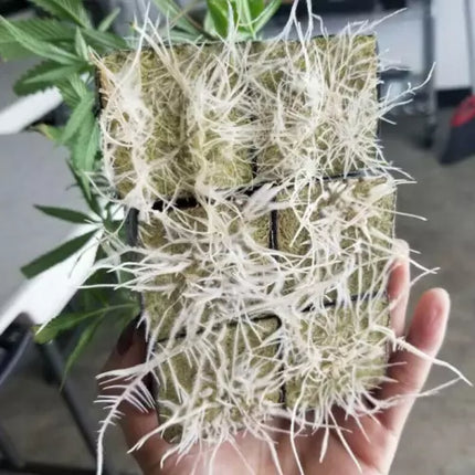 100Pcs Grow Starter Rockwool Cubes Plug Hydroponic Planting Cloning Propagation